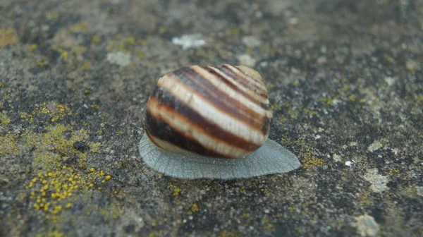 Life Amazing Snail Rainy Night — Stock Photo, Image