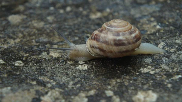 Yağmurlu bir gecede inanılmaz bir salyangozun hayatı