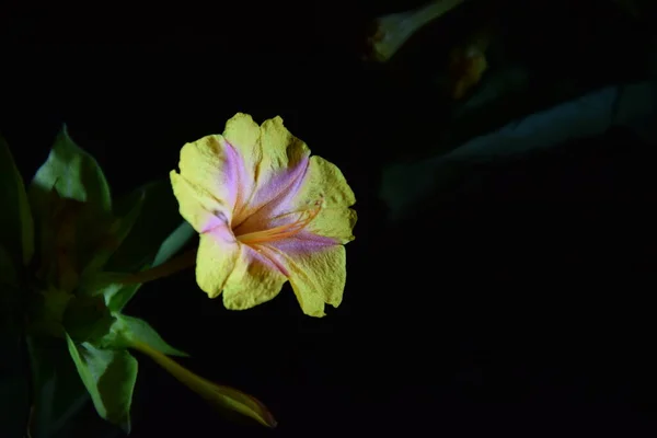 Gece Narin Sarı Kırmızı Çiçek Tomurcuğu — Stok fotoğraf