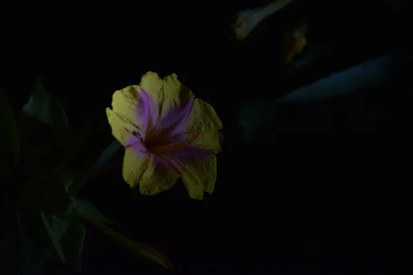 夜に繊細な黄色の赤い花の芽 — ストック写真