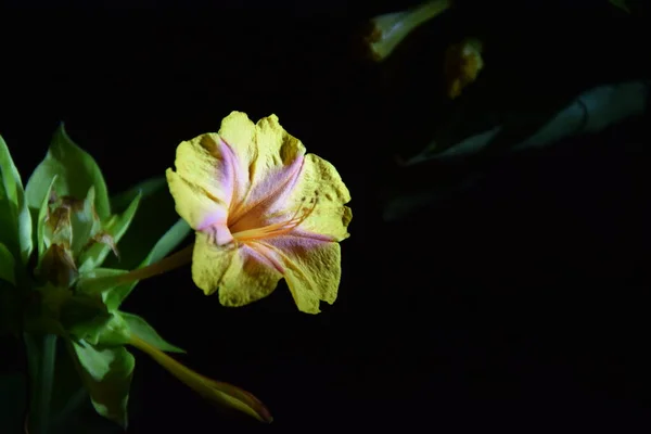 Delikatny Żółty Czerwony Kwiat Pączek Nocy — Zdjęcie stockowe