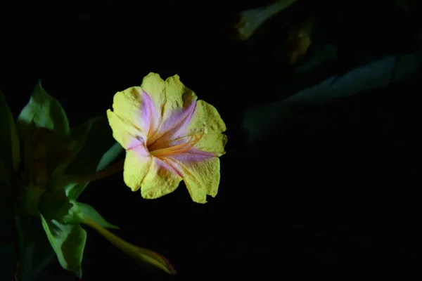 Delicado Botão Flor Vermelha Amarela Noite — Fotografia de Stock