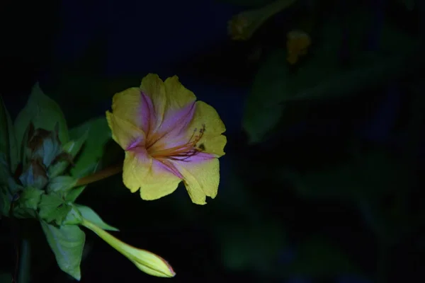 Delicate Yellow Red Flower Bud Night — Stock Photo, Image