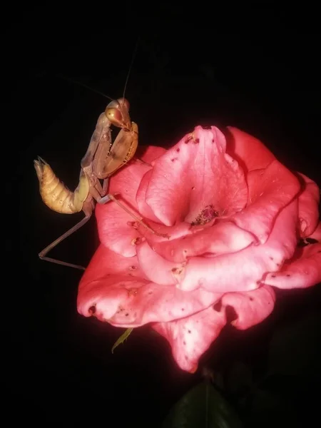 Von Angesicht Angesicht Mit Neugierigen Gottesanbeterinnen Auf Rosenblüten Der Nacht — Stockfoto