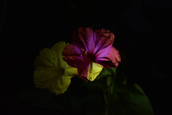 夜间两株植物的多彩的花瓣 — 图库照片