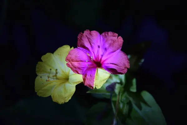 Geceleri iki bitkinin çok renkli yaprakları.