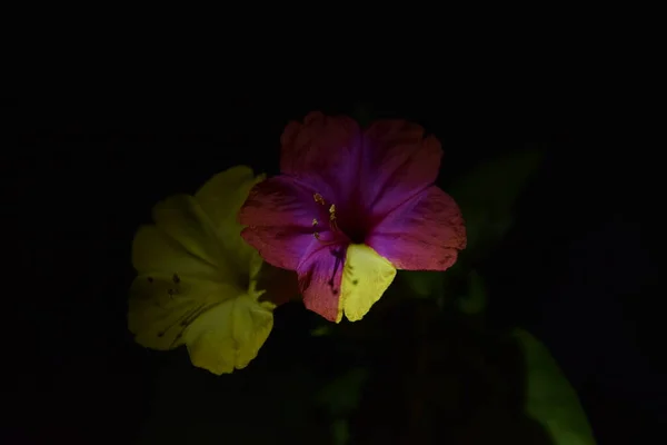 Meerkleurige Bloemblaadjes Van Twee Planten Nachts — Stockfoto