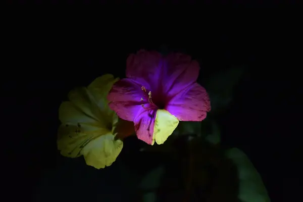 Geceleri iki bitkinin çok renkli yaprakları.