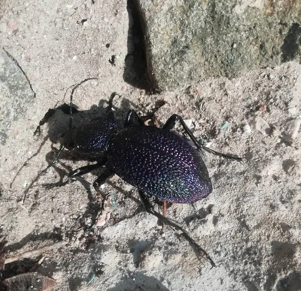 Purple Ground Beetle Seeking Prey — Stock Photo, Image