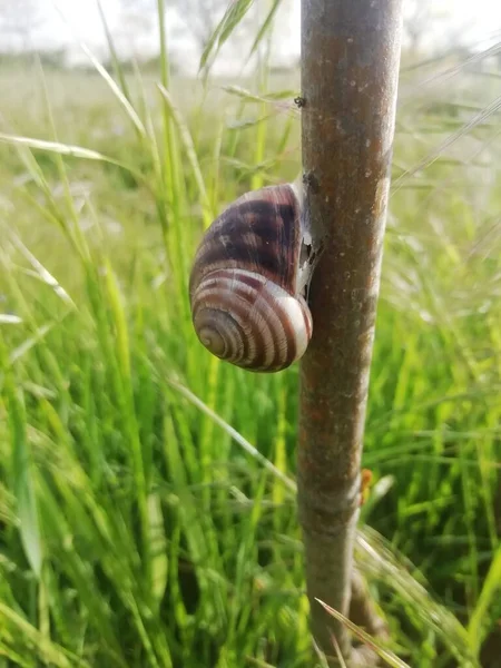 Vue Des Escargots Endormis Sur Une Branche Arbre Jour — Photo