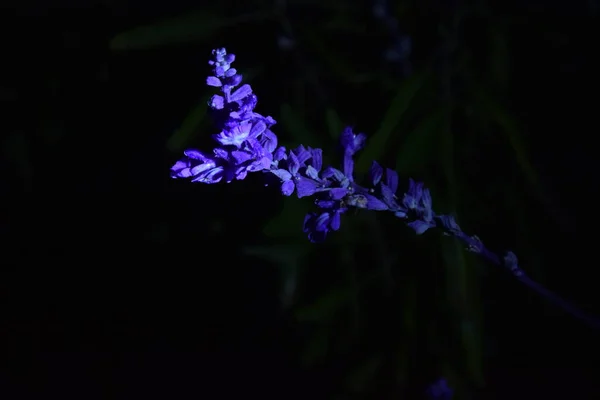 Rígido Roxo Flores Silêncio Noite — Fotografia de Stock