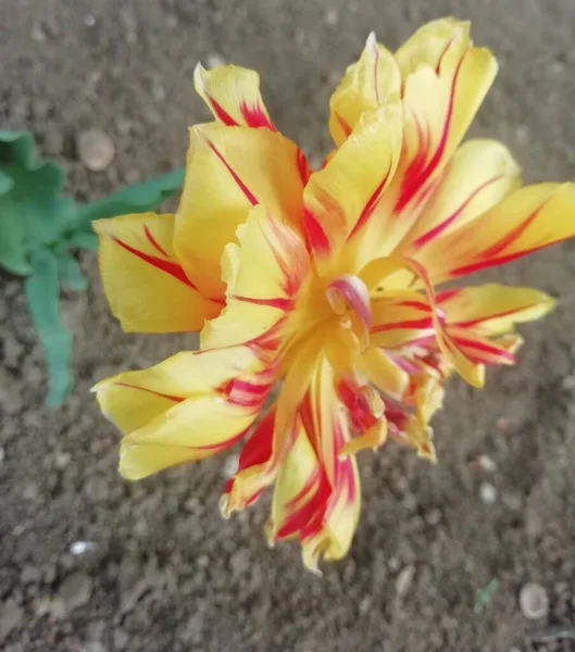 Widok Delikatnego Wielobarwnego Kwiatka Wiosenny Poranek — Zdjęcie stockowe