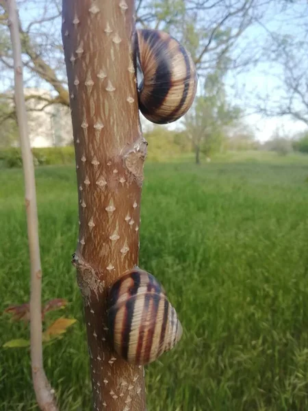 Yağmurlu bir gecede inanılmaz bir salyangozun hayatı