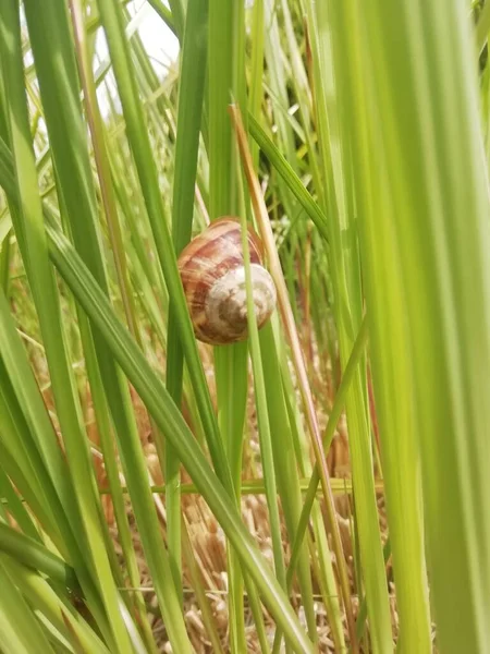 Une Vue Monde Des Escargots Étonnants Leurs Plantes — Photo