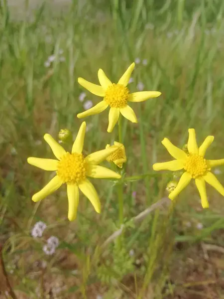 Bir bahar günü güzel sarı çiçeklerin manzarası