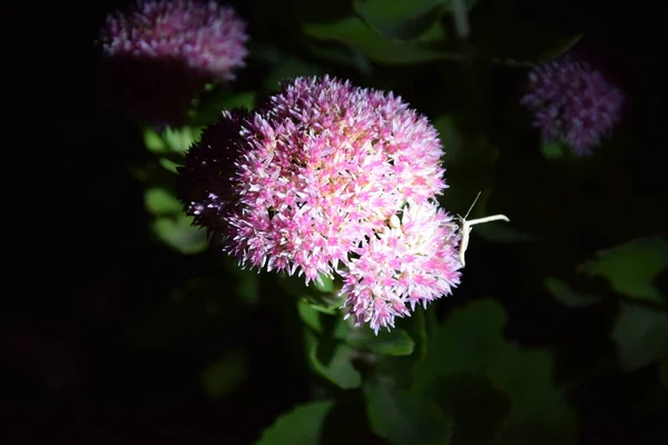 Çiçek açarken bir bitki ve geceleri bir kelebek görmek