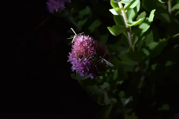 꽃피는 나비의 — 스톡 사진