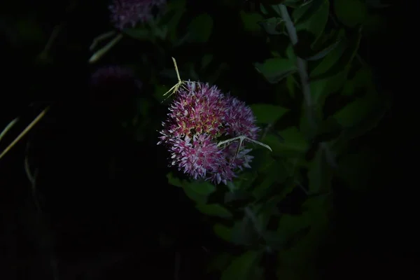 Çiçek açarken bir bitki ve geceleri bir kelebek görmek