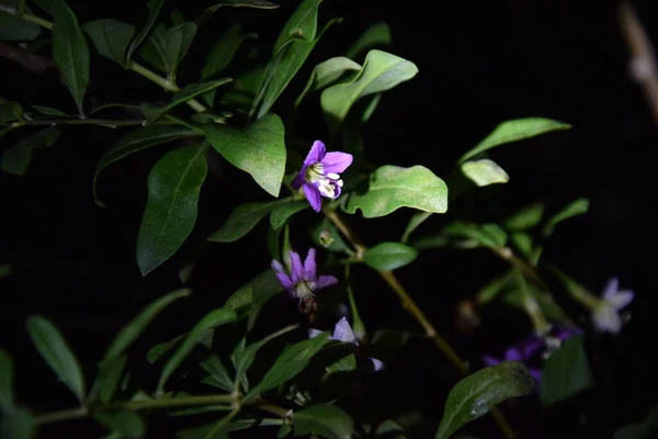 Delicadas Flores Roxas Plantas Noite — Fotografia de Stock