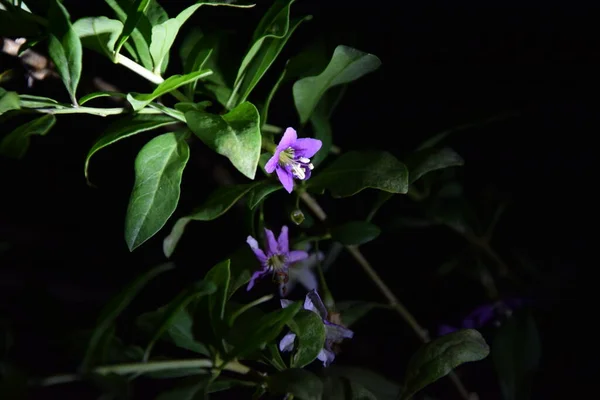 Delicadas Flores Moradas Plantas Por Noche — Foto de Stock