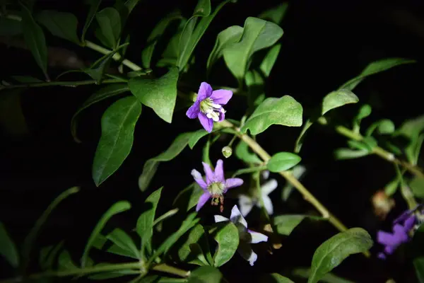 Delicadas Flores Moradas Plantas Por Noche — Foto de Stock