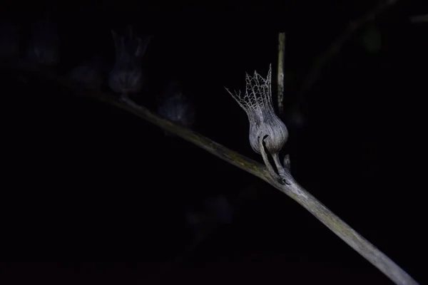 Geceleri kurumuş güzel bir bitkinin tomurcukları.