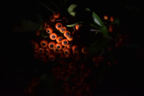 Geceleri bir yığın narin portakal meyvesi.