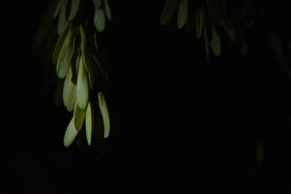 Насіння Дерева Гілці Вночі — стокове фото