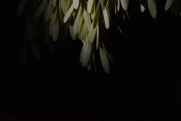 Semillas Árbol Una Rama Por Noche — Foto de Stock