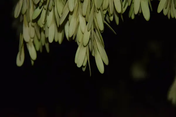 Tree Seeds Branch Night — Stockfoto