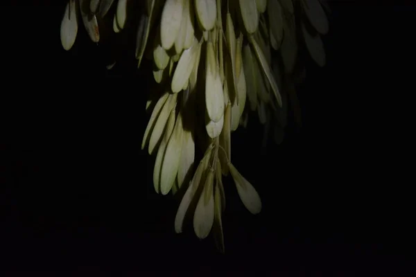 Семена Деревьев Ветке Ночью — стоковое фото