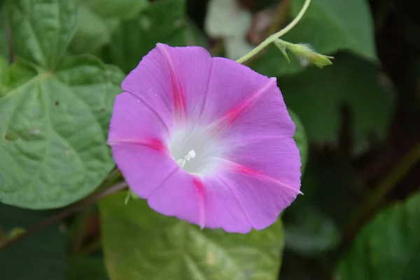 Bahar sabahı pembe narin bir çiçek