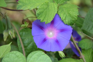 Gece narin açık mor çiçek
