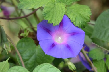 Gece narin açık mor çiçek