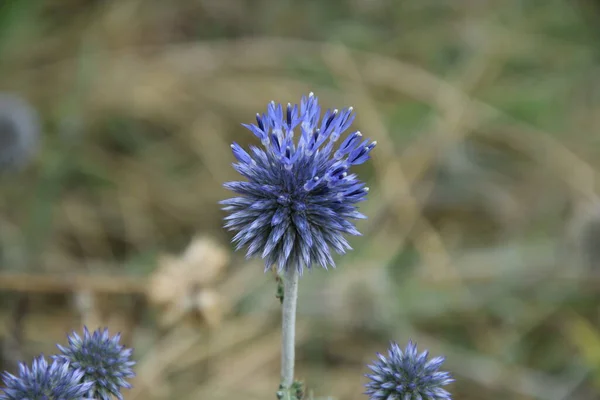 Lovely Wild Purple Wildflowers Autumn Morning — Stockfoto