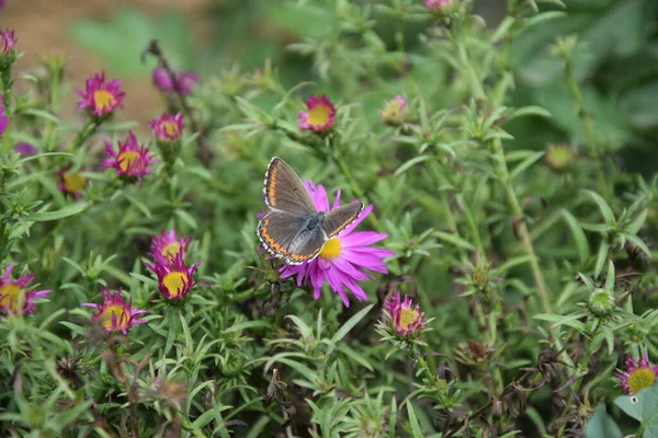 Narin çiçekler üzerinde çok renkli Kelebek