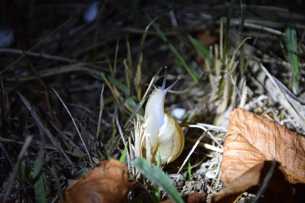 Caracol Bonito Seu Mundo Noturno — Fotografia de Stock