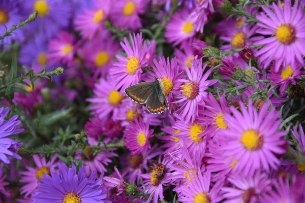 Çiçeğin üzerinde çok renkli güzel bir kelebek