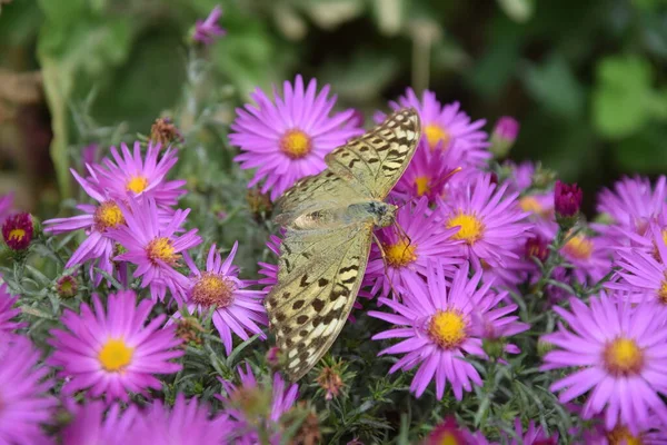 Çiçek çayırında çok renkli ve zarif bir kelebek.