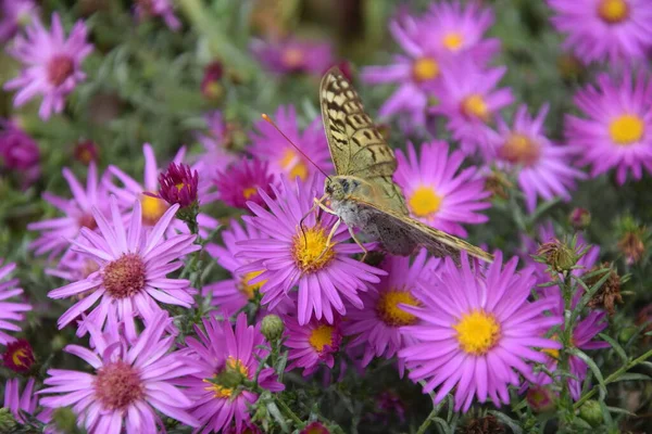 Çiçek çayırında çok renkli ve zarif bir kelebek.