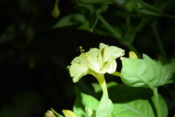 Pétalas Flores Amarelas Noite — Fotografia de Stock