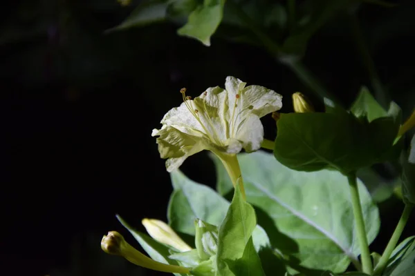 Pétalas Flores Amarelas Noite — Fotografia de Stock