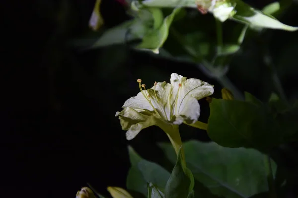 Geceleri bir çiçeğin sarı taç yapraklarının görüntüsü