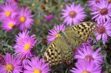 Çiçek çayırında çok renkli ve zarif bir kelebek.