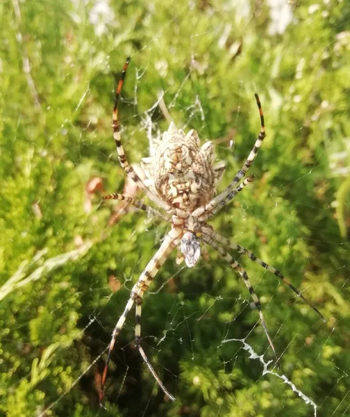 Beautiful Spider His Web Creation — Stockfoto