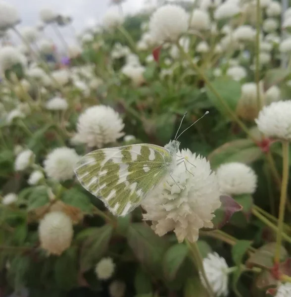 Narin açık yeşil kelebek bir yaz sabahında bir çiçekte