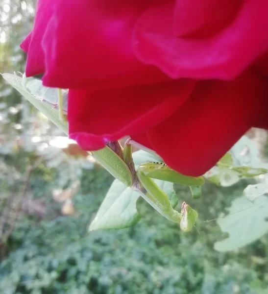 Mante Verte Sur Pétales Rose Rouge — Photo