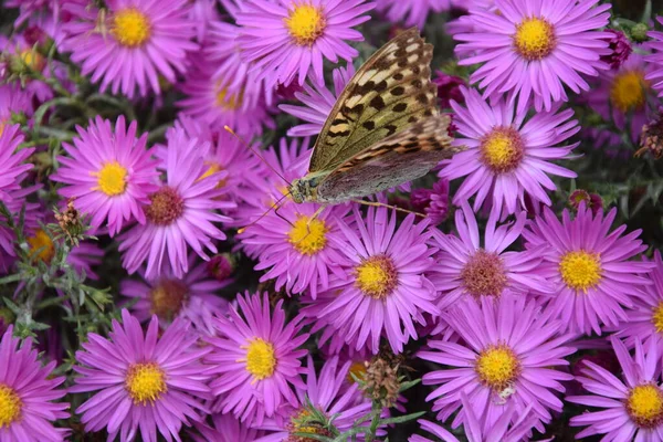 Çiçek çayırında çok renkli ve zarif bir kelebek.