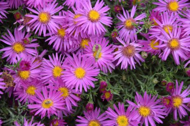 Tırtıl ve gelecekte Çiçek çayırında Kelebek