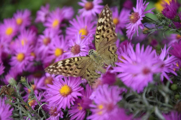 Çiçek çayırında çok renkli ve narin bir kelebek.